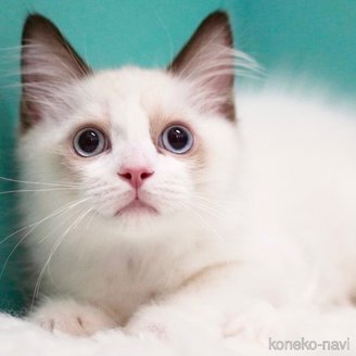 販売中の東京都のラグドール-111004の2枚目